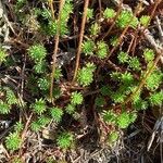 Sedum forsterianum Leaf