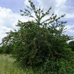 Prunus avium Агульны выгляд