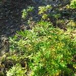 Artemisia verlotiorum Leaf