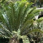 Encephalartos transvenosus List