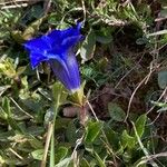 Gentiana alpina Flor