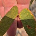 Colophospermum mopane Blad