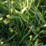 Alchemilla filicaulis Blüte