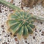 Ferocactus histrix Leht
