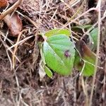 Rubus hispidus Yaprak