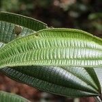 Miconia tschudyoides Leaf