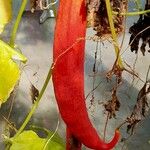 Trichosanthes cucumerina Frucht