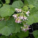 Ribes viscosissimum Yeri