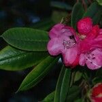 Rhododendron pachytrichum Λουλούδι