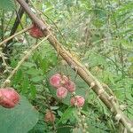 Alchornea cordifolia Fruit