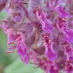 Teucrium hircanicum Flower