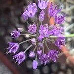 Allium senescens Kvet