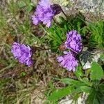 Primula glutinosa Blomst