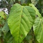 Alchornea cordifolia Frunză
