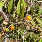 Grewia trichocarpa Fruto