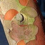 Camellia crapnelliana Bark