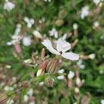 Silene dichotomaFlower