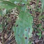 Calanthe madagascariensis Hoja