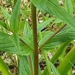 Amsonia tabernaemontana Bark