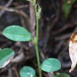 Alysicarpus vaginalis Flower