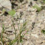 Myosotis minutiflora Libunga
