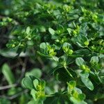 Euphorbia helioscopiaFlower