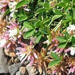 Trifolium thalii ফুল