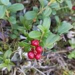 Vaccinium vitis-idaeaഫലം