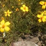 Tagetes lunulata List