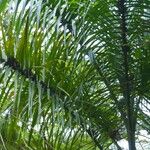 Archontophoenix alexandrae Leaf