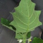 Solanum capsicoides Anders