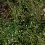 Clinopodium nepeta Hábito