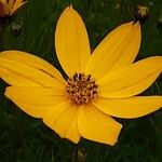 Coreopsis verticillata Кветка