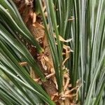 Pinus flexilis Blatt