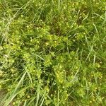 Trifolium dubium ফুল