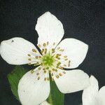 Anemonastrum polyanthes