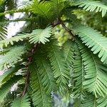 Metasequoia glyptostroboidesList