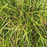 Carex sylvatica ᱥᱟᱠᱟᱢ