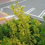 Ligustrum ovalifolium葉