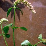 Agastache scrophulariifolia Hábitos