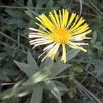 Inula salicina Flower