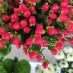 Gaultheria mucronataHedelmä