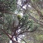 Araucaria cunninghamii List