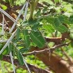 Vachellia tortilis Leaf