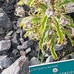 Campanula speciosa Leaf