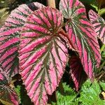 Begonia brevirimosa Leaf