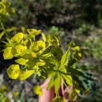 Euphorbia biumbellata Fleur