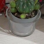 Gymnocalycium pflanzii Hoja