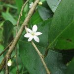 Sanrafaelia ruffonammari Flor