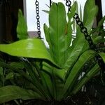 Asplenium antiquum Habit